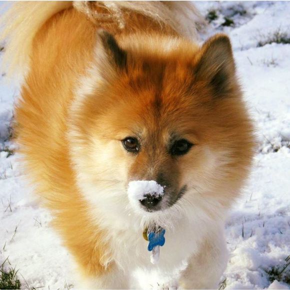 Meet your Posher, Ralph - Picture 1 of 1